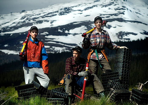 Skogsvård – plantering